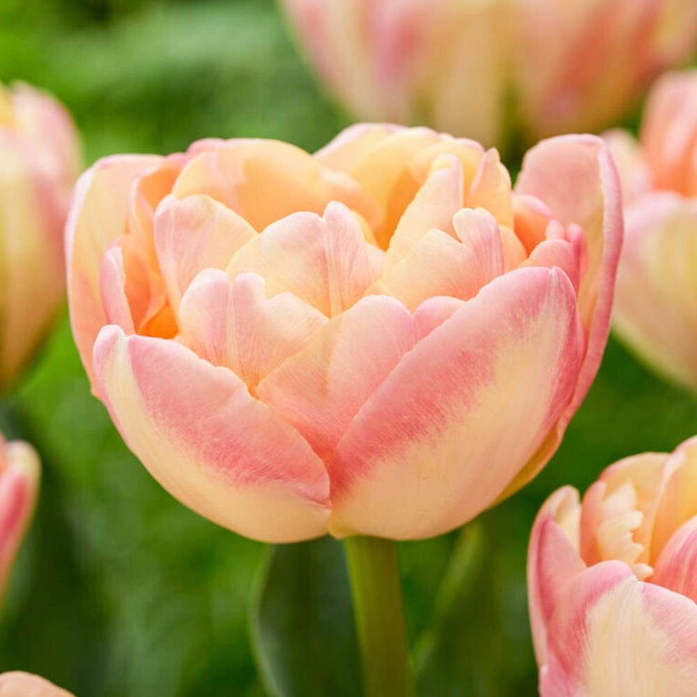 Tulipan 'Creme Upstar'